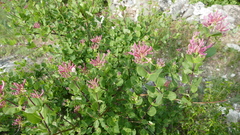 Caprifolium