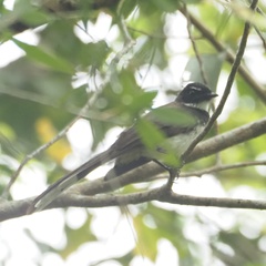 Rhipidura javanica