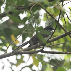 Rhipidura javanica