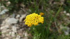 Achillea tomentosa