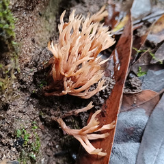 Tremellodendropsidaceae