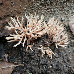 Tremellodendropsidaceae
