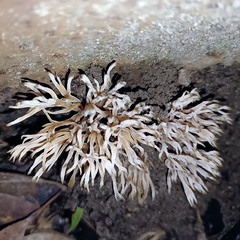Tremellodendropsidaceae