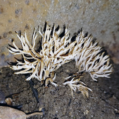 Tremellodendropsidaceae