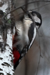 Dendrocopos major
