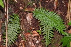 Plagiogyria stenoptera