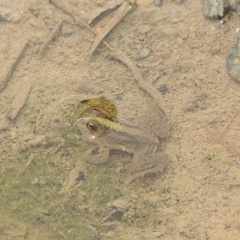 Occidozyga lima