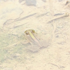 Occidozyga lima