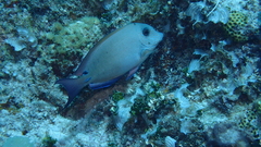Acanthurus nigrofuscus