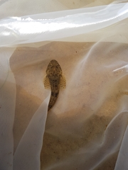 Cottus gobio