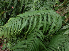 Pseudophegopteris hirtirachis