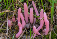 Clavaria rosea
