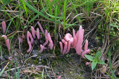 Clavaria rosea