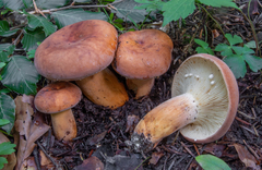 Lactifluus oedematopus