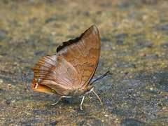 Charaxes bernardus