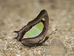 Polyura athamas
