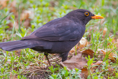 Turdus merula
