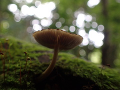 Pluteus readiarum