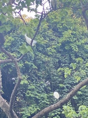 Egretta garzetta