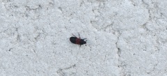 Dermestes vorax