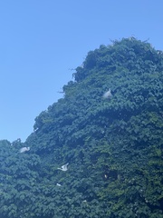 Egretta garzetta