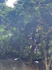 Egretta garzetta