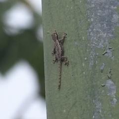 Hemidactylus platyurus