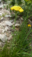 Achillea tomentosa