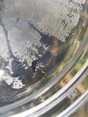 Macrohaltica transversa