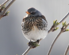 Turdus pilaris