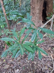 Planchonella chartacea