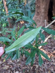 Planchonella chartacea