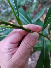 Planchonella chartacea