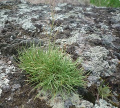 Rumex acetosella acetoselloides