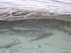 Squalius cephalus