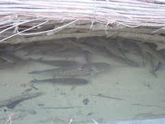 Squalius cephalus
