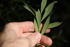 Logania albiflora