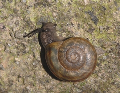 Tacheocampylaea raspailii