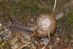 Tacheocampylaea raspailii