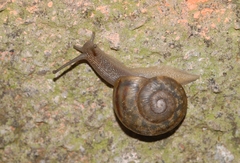 Tacheocampylaea raspailii