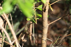 Logania albiflora
