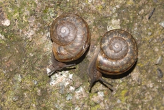 Tacheocampylaea raspailii