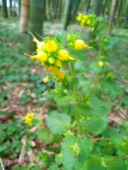 Scrophularia vernalis