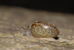 Tacheocampylaea raspailii