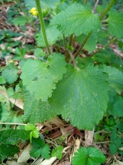 Scrophularia vernalis