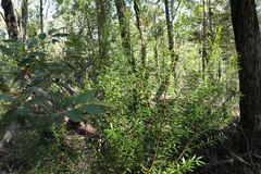 Logania albiflora