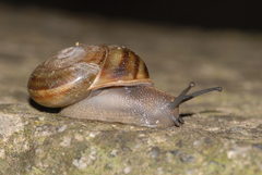 Tacheocampylaea raspailii