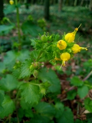 Scrophularia vernalis