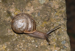 Tacheocampylaea raspailii