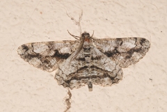 Peribatodes umbraria